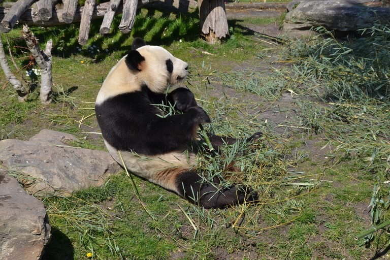 Zoo parc de Beauval, Panda 