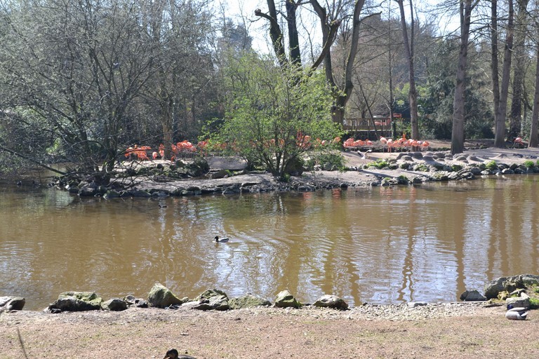 Zoo parc de Beauval, Flamands rouges